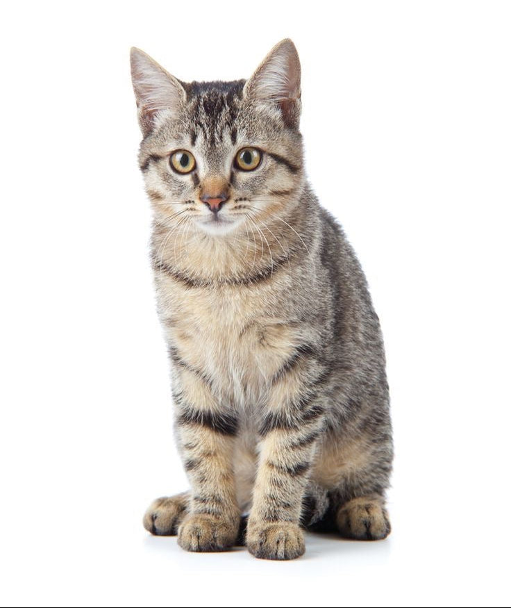 Chat
